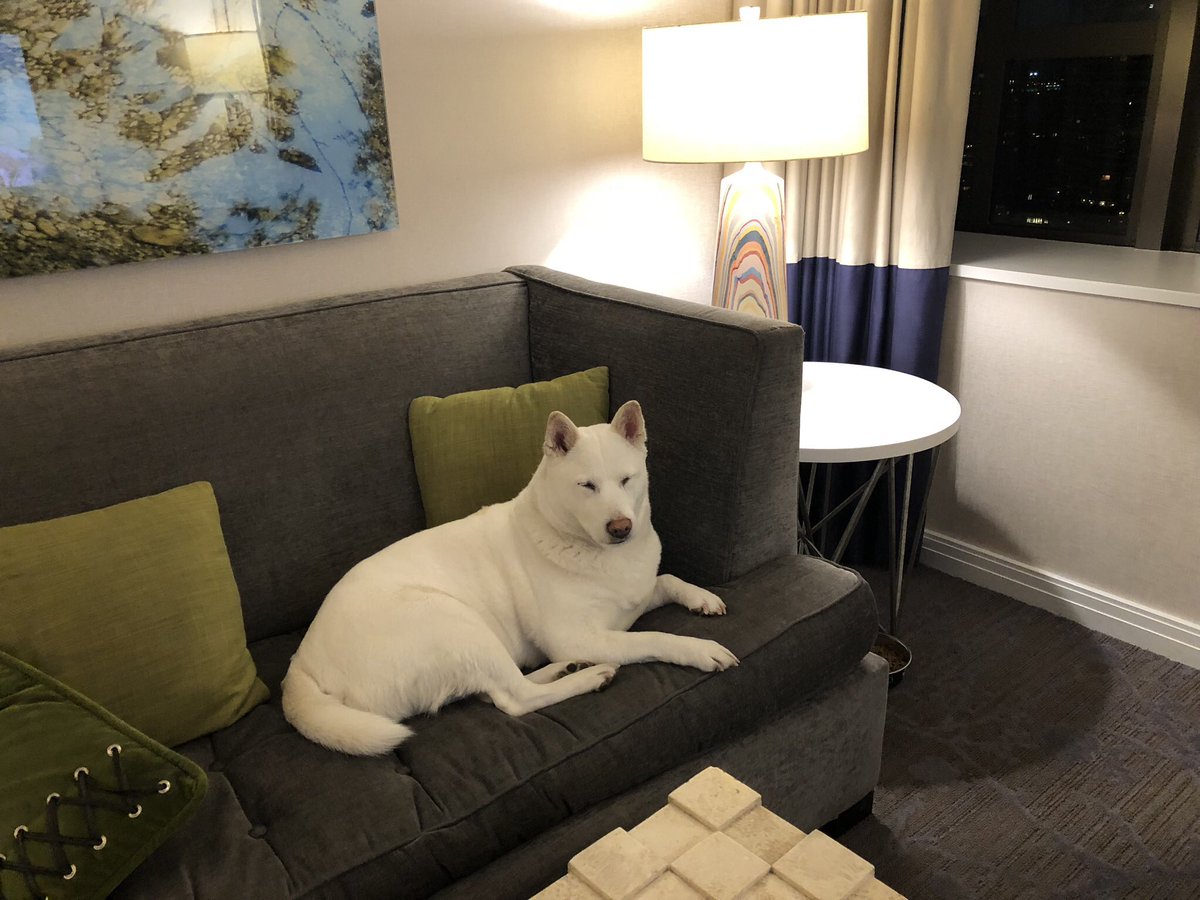 amseid315's tweet photo. Hurley relaxing at the Kimpton Palomar IHG hotel #HomeWithIHG, #RewardsOffer #ad @IHGRewardsClub https://t.co/ul8mbnDWV6