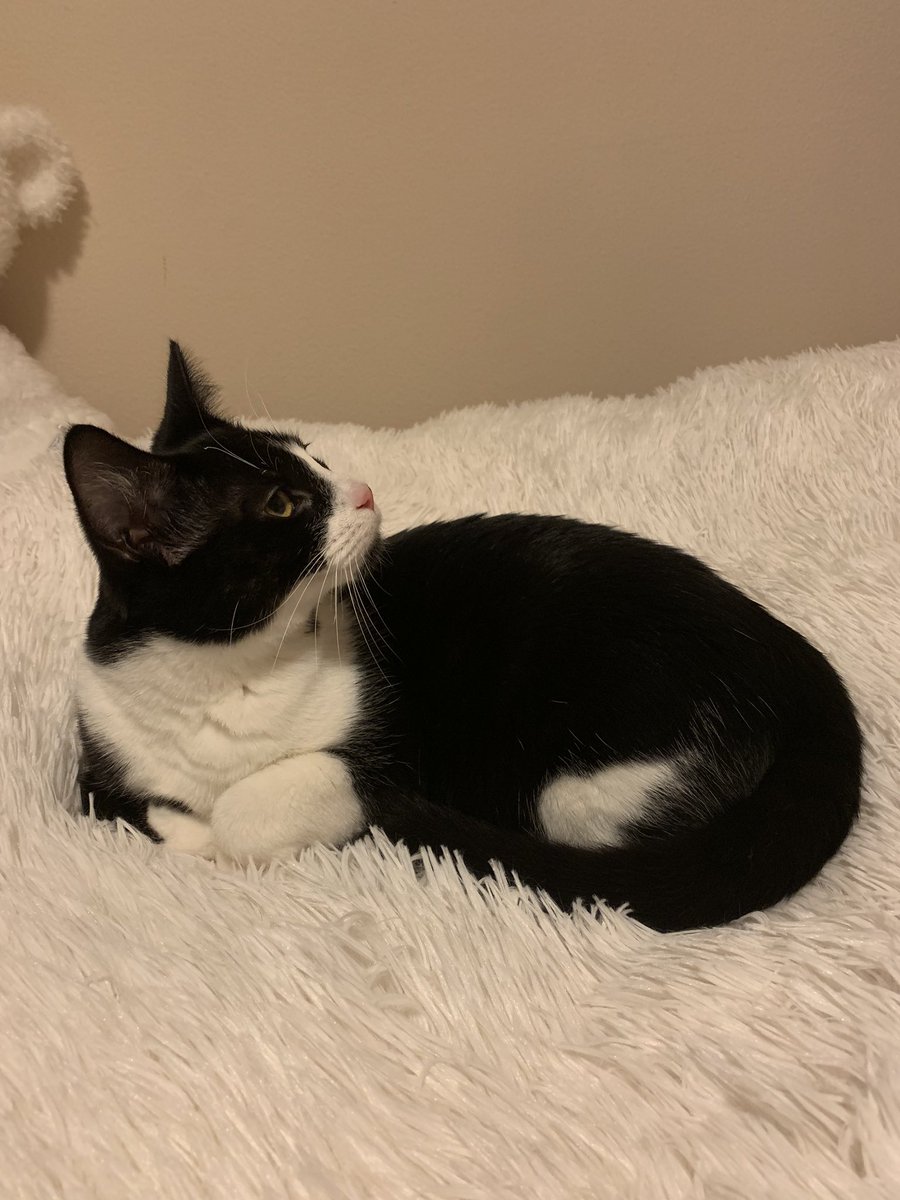 KGoodz44's tweet photo. Obsessed with my sweet new cuddly kitty! Daisy girl 🥰 https://t.co/YBUBV02WWb