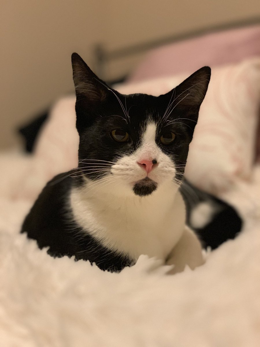 KGoodz44's tweet photo. Obsessed with my sweet new cuddly kitty! Daisy girl 🥰 https://t.co/YBUBV02WWb