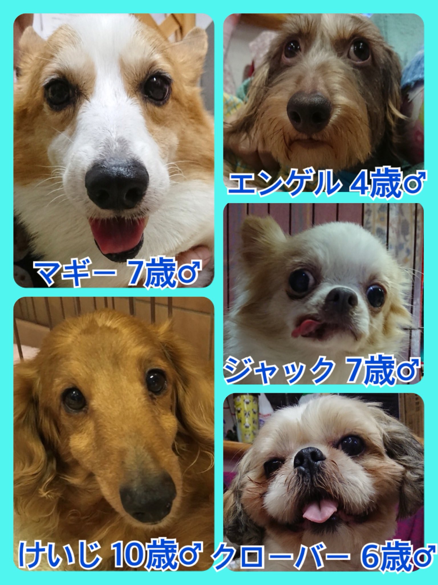 保護犬カフェ 天神橋店 Hogokencafe Ten Twitter