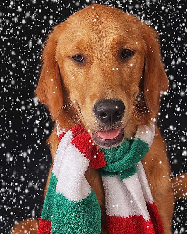 SimbaZira's tweet photo. It’s Christmas Time. I can’t wait mommy has told me all about Santa Paws. This is going to be my very first Christmas. #goldenretriever #goldenpuppy #goldenretrieverpuppy #golden #goldens #goldenretrievertoday #golden_retriever #goldenretrieverworld #goldenretrievers #puppy #pup https://t.co/6P6WF6F3Qb