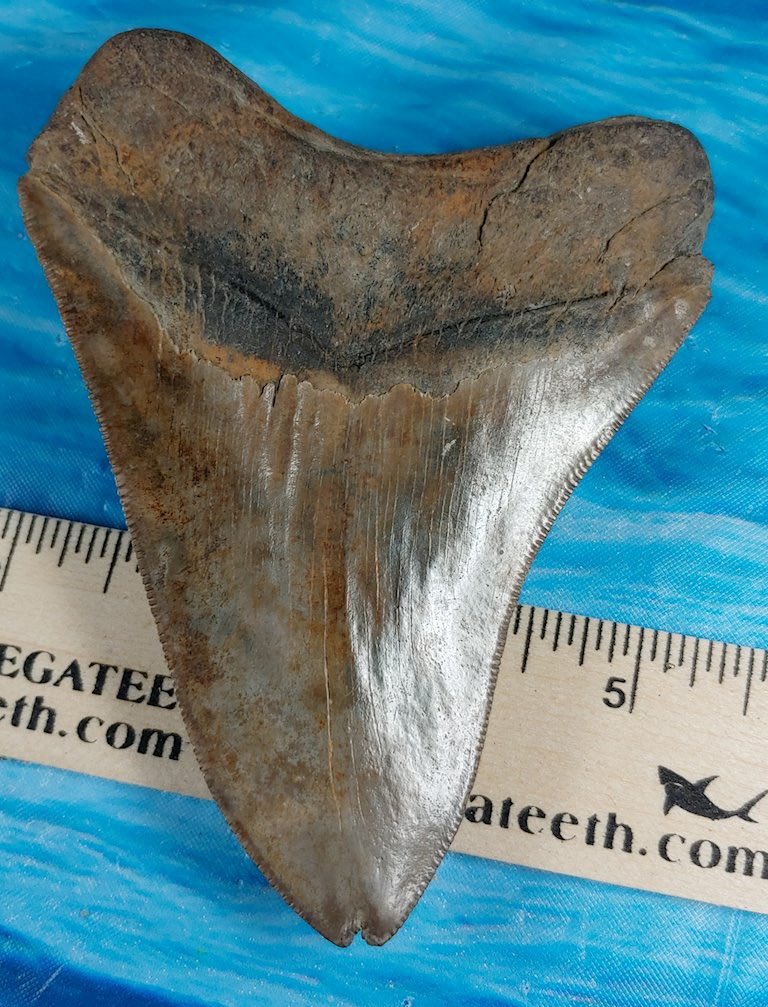 megateethfossil's tweet photo. I had this tooth in a box of chipped teeth. I just looked at it yesterday and was surprised to see it had a second tip and was not chipped at all. #megalodon #megateeth #shark #tooth #teeth #sharktooth #sharkteeth #dive #diver #diving #collector #collection #collecting #fossil https://t.co/jP7Di0mA11
