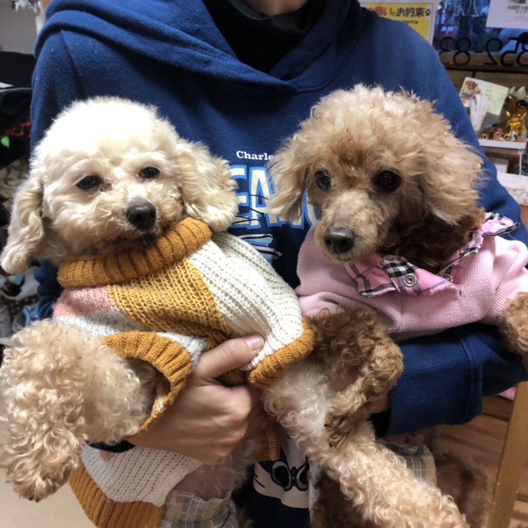 Hogokencafe_ten's tweet photo. 当カフェ☕️には、平日の18時以降と土日祝日は終日、ドッグライフカウンセラーの有資格者が常駐しています🐾実際にカフェ☕️から4頭の保護犬🐶を迎え、多頭飼いしている実体験を元に飼い主様目線であらゆるご相談を承ります✨初めて保護犬猫🐶🐱を迎える方、多頭飼い希望の方も安心してご来店下さいね✨ https://t.co/hiKFL4wuXY