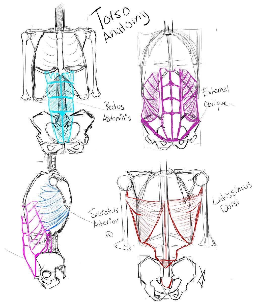 Torso Anatomy Sketch - How To Draw The Torso Step By Step Tutorial Free Practice Worksheet