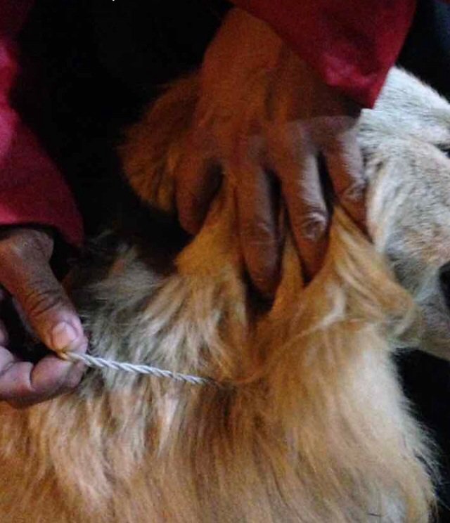 Por favor, ayúdenme a encontrar a su familia!! #Mérida <a href="/protectoraASN/">Animales Sin Nombre</a>  <a href="/_Vosera/">VOSERA</a>  <a href="/FundaPeludosP/">PELUDOSPROTEGIDOS</a> #Difunde