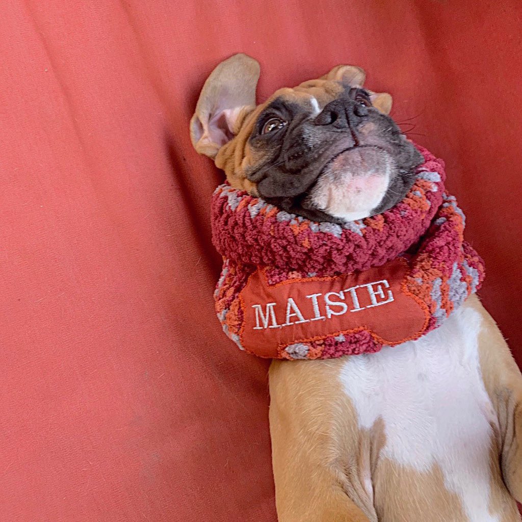 vic_couch's tweet photo. Hey @Maisie_Williams our last boxer puppy I wanted to name nymeria but the family vetoes because “we’re not naming her after that dumb HBO show you love” so this time I pitched Maisie and they have no idea 😉 https://t.co/LCLw9NjZsG