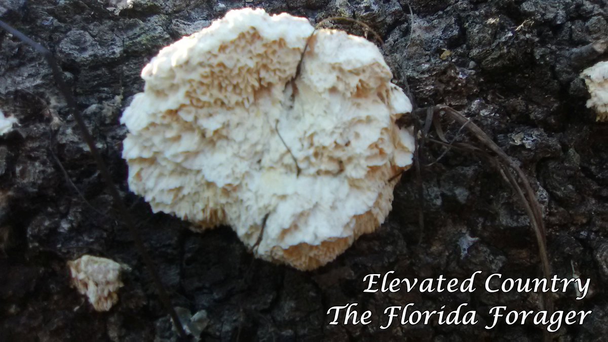 ElevatedCountry's tweet photo. Join The Florida Forager Facebook Group for more cool pictures and finds. 
https://t.co/hnY8VadT3I
New Shirts Added to https://t.co/euUCvvA0Fg !! Please help support a small, Eagle Scout owned, business and family!! https://t.co/wynYWH09Ua