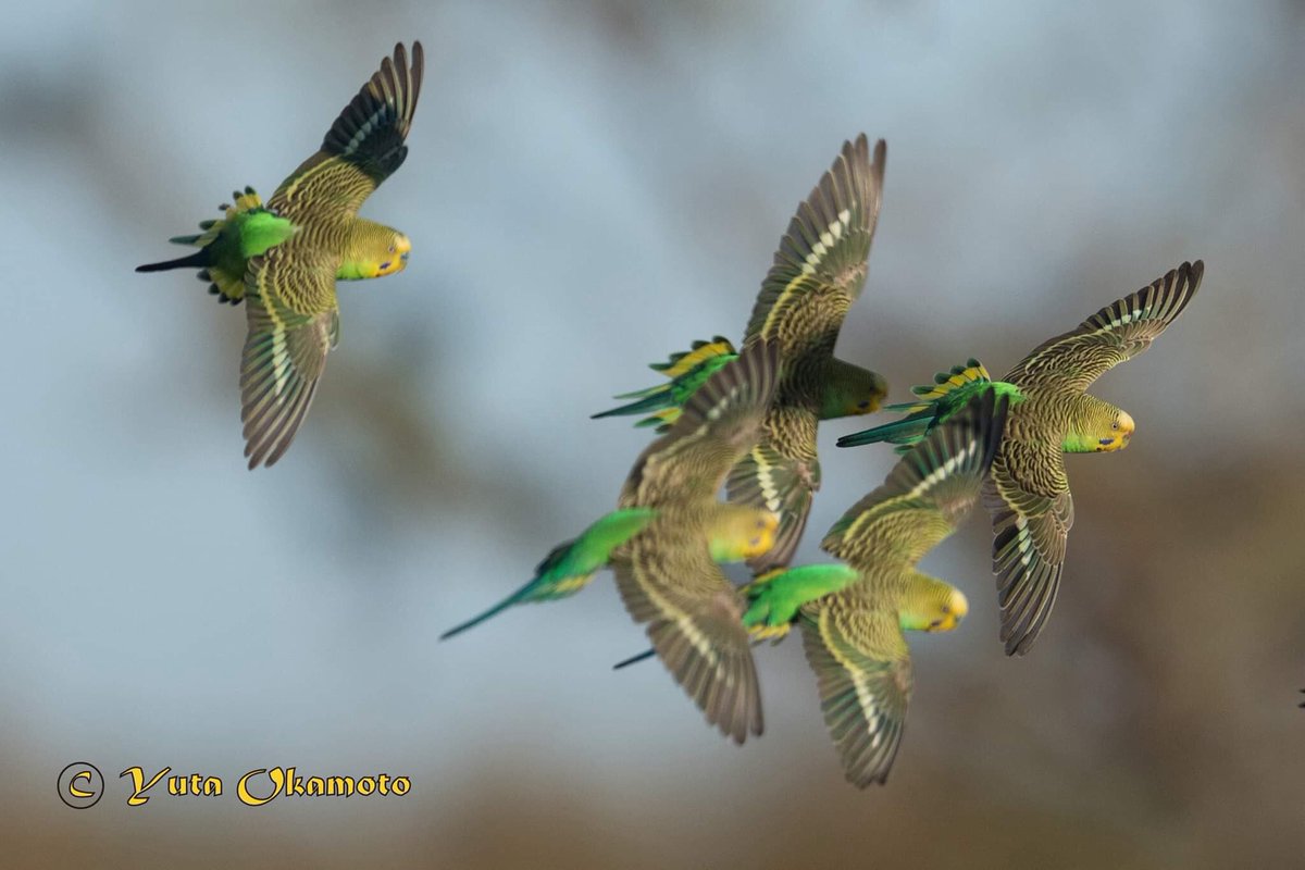 Nature Cafe Hidamari على تويتر インコのびのび 野生のオカメインコ セキセイインコ写真集を発刊された岡本勇太さんのトークイベントが いよいよ明日の八王子で開催です 写真集裏話や沢山の野生インコ写真が聞けたり見れたりの貴重な機会です お楽しみに