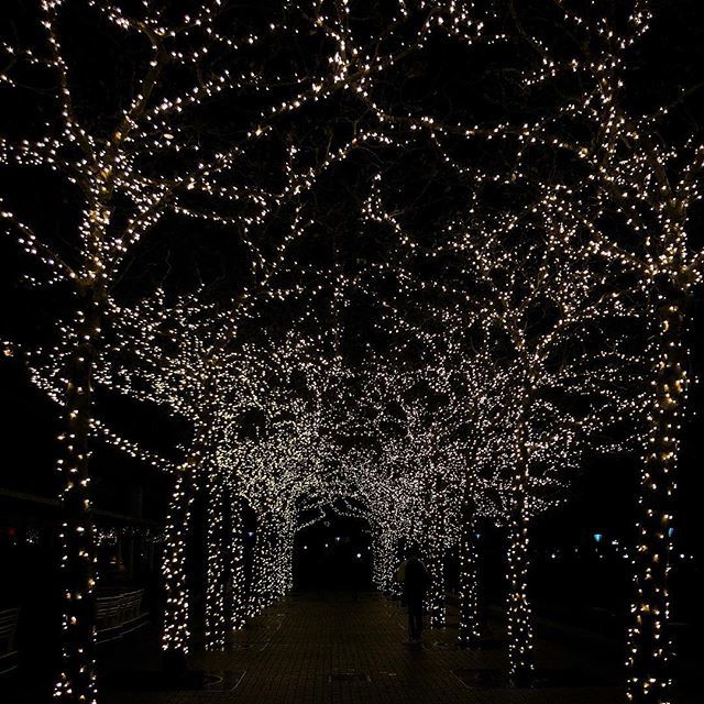 pauloy's tweet photo. things are lighting up
.
.
.
.
#holidaylights #lighting #fidi #iphone8plus #lightroommobile #visualsoflife #justgoshoot #stayandwander #mobilefolk #main_vision #createexplore #hubs_united #pixel_ig #photographyislife #photographyeveryday #streetdreamsmag #modernoutdoors #AG… https://t.co/zlWY3kkpRa