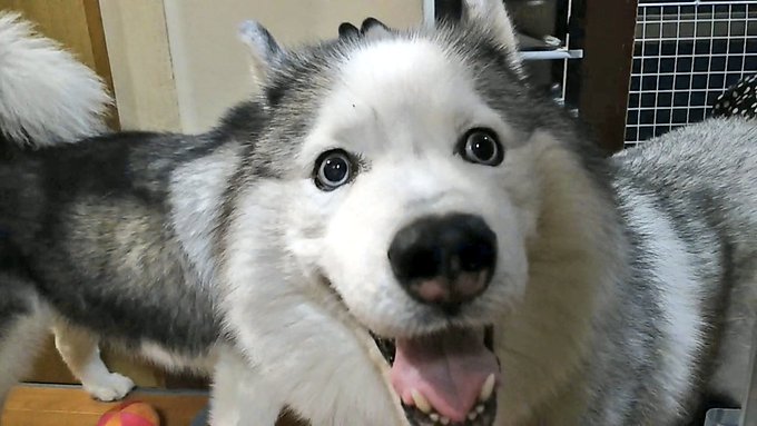 ウツボのtwitterイラスト検索結果