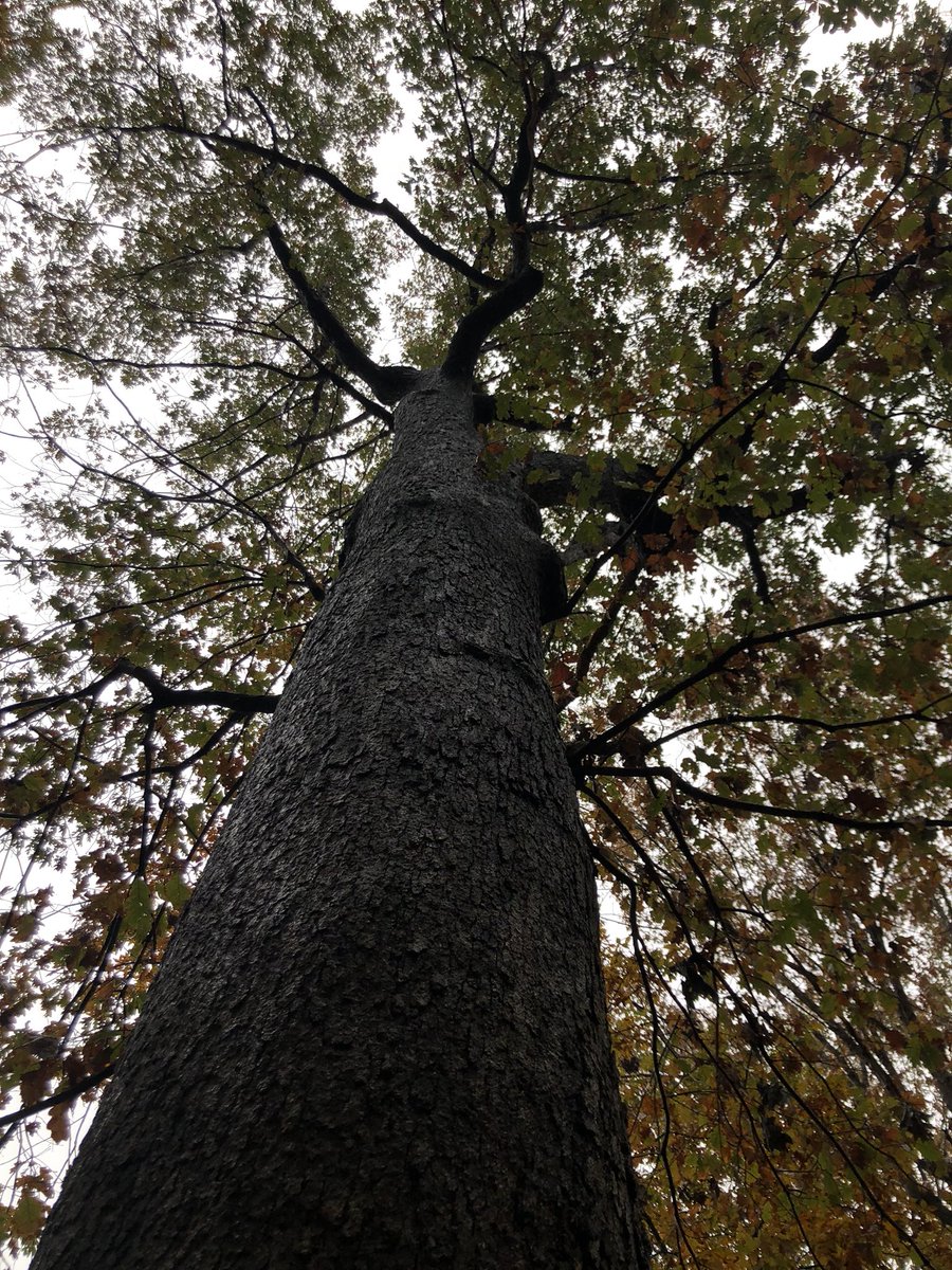 rachel_caldeira's tweet photo. Sept 6/Nov 13/Dec 6 • Grateful to our #guardiantree for looking out for #EDU431 this semester. Amazing how much it has changed since September & how we have too! https://t.co/IvwhbLEPFw