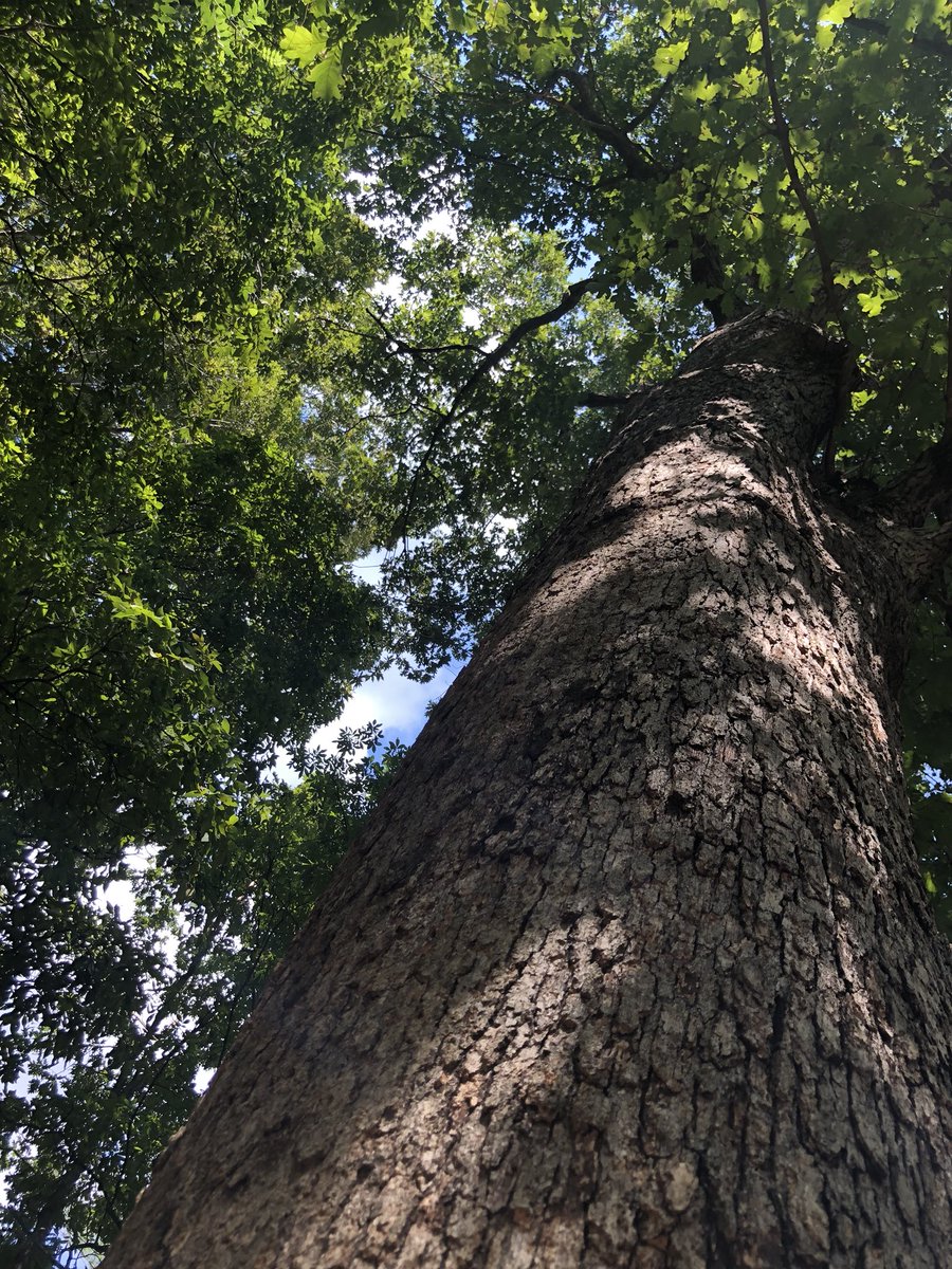 rachel_caldeira's tweet photo. Sept 6/Nov 13/Dec 6 • Grateful to our #guardiantree for looking out for #EDU431 this semester. Amazing how much it has changed since September & how we have too! https://t.co/IvwhbLEPFw