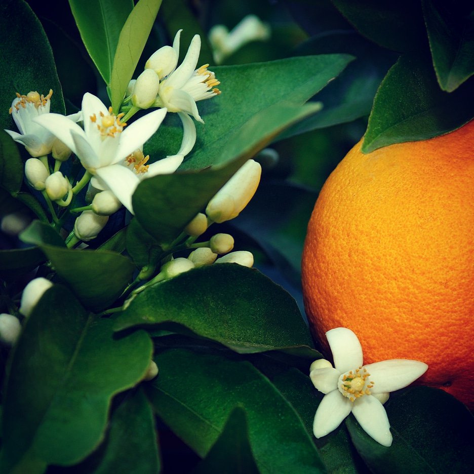euvcumacamera's tweet photo. Flor de laranjeira...
#eternize #nature #naturephotography #fotografia #flores #flowers #photography #natureza #naturezalinda #euvceumacamera #amofotografar #amofotografia #euamofotografia #naturephotography #naturephotographer #fotografar #plantas #plants #flordelaranjeira https://t.co/scdOQg9mEG