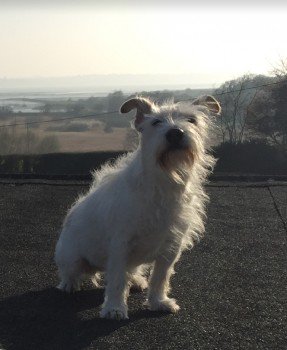 MissingPetsGB's tweet photo. Rt @MrMaxNorman : Today is T-Day, Twiglet day! We need help from anyone who can get to #Stutton, #Suffolk today. The weather is forecast to severely deteriorate today so we've been advised to search to the max. Plz join Facebook Group to help https://t.co/fjg5zbMyDT https://t.co/JtQXKpzKw2