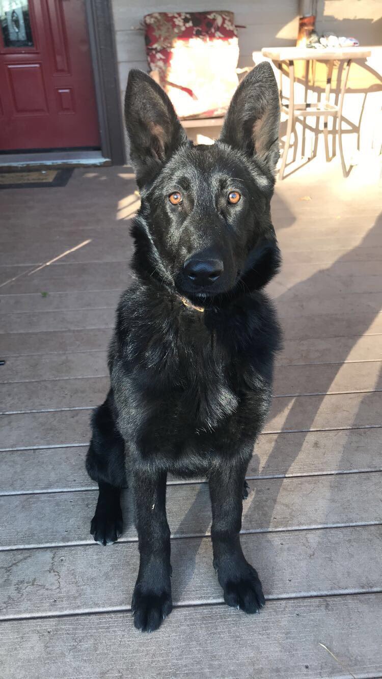 4 month old hotsell black german shepherd