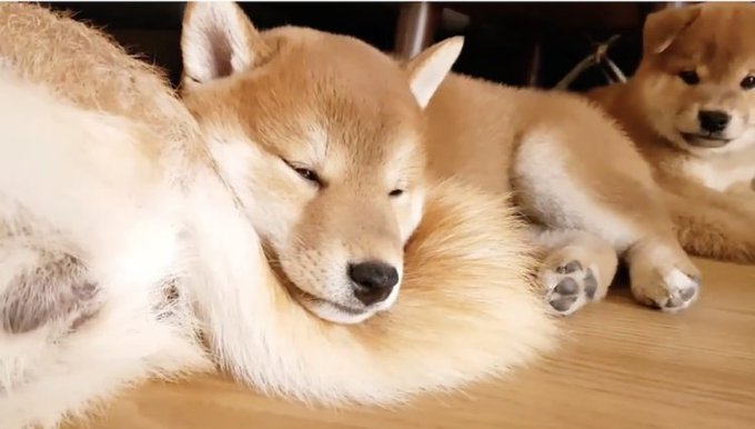 柴犬の子犬のtwitterイラスト検索結果 柴犬の子犬のtwitterイラスト検索結果