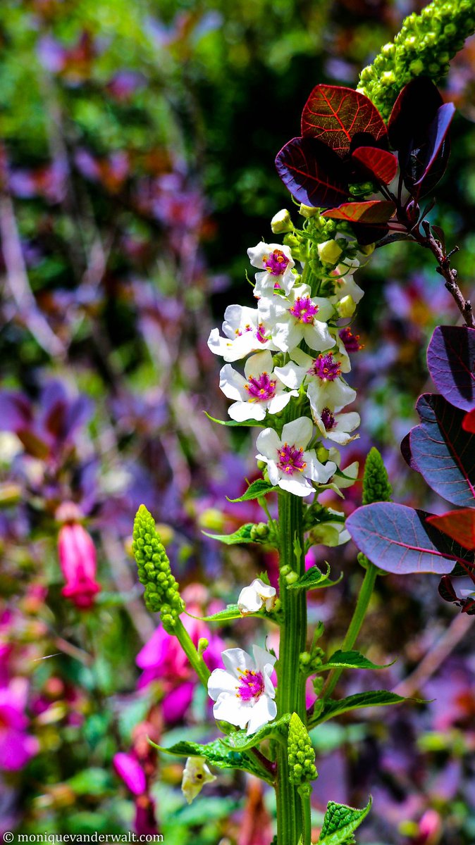 Monique_PR_'s tweet photo. Heritage Plants in Underberg is what I imagine heaven to be like 😍🌸🌿🏵💐

#Biodiversityforlife #Drakensberg #kwaZulunatal #DoKZN #MeetSouthAfrica 🇿🇦 https://t.co/dWQlMJvimu