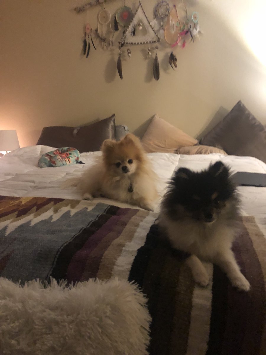 Boyz in the hood 🏡🦊🐼 #thuglyfe #pomeranian #vegas #sons #dogs #love #doggy #doggo #animals