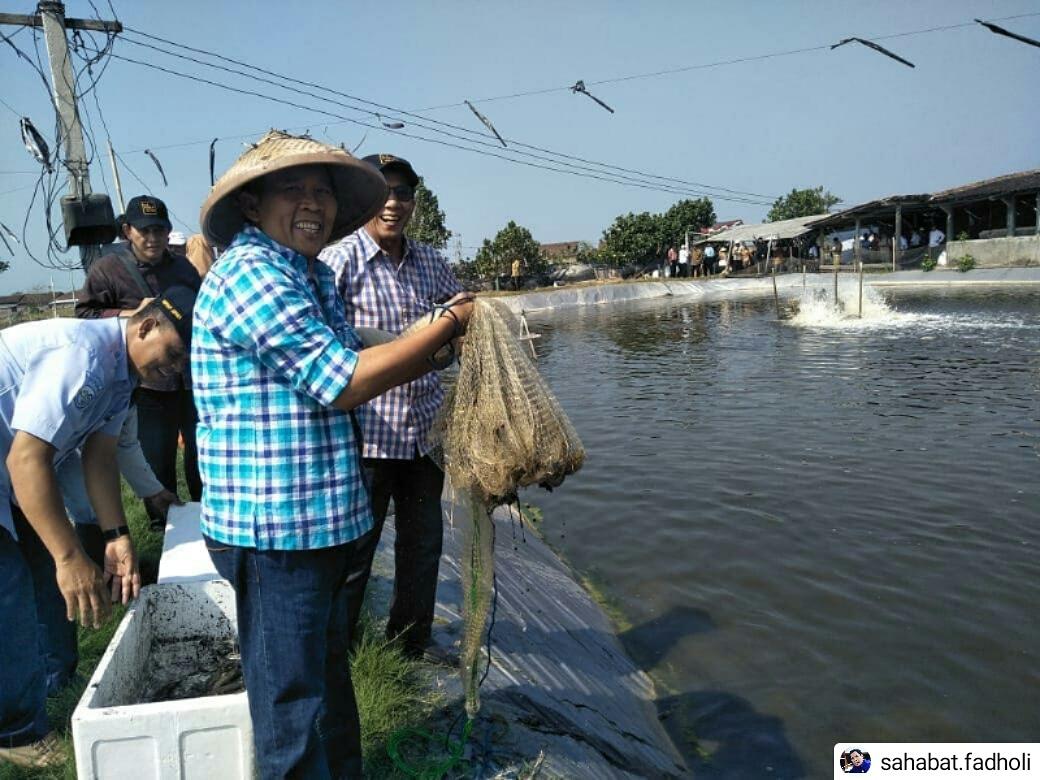Drs Fadholi Anggota DPR RI bersama nelayan sedang melakukan panen Udang Vaname di Dapil 1 Jateng.

#NasDemJateng
#Fadholikendal