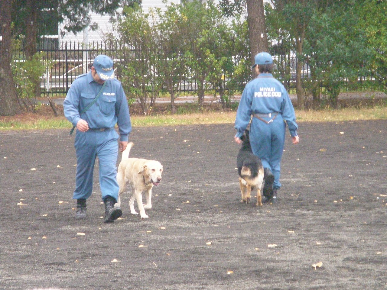 Twitter এ 陸上自衛隊仙台駐屯地 今日 警察犬宮城訓練所 による警察犬 の訓練展示会が開催されました 自衛隊においても災害派遣や基地警備等のため警備犬が配置されています 東北方面警務隊 シェパード ラブラドールレトリバー 警察犬の高い身体能力に Twitter এ 陸上自衛隊仙台駐屯地 今日 警察犬宮城訓練所 による警察犬 の訓練展示会が開催されました 自衛隊においても災害派遣や基地警備等のため警備犬が配置されています 東北方面警務隊 シェパード ラブラドールレトリバー 警察犬の高い身体能力に