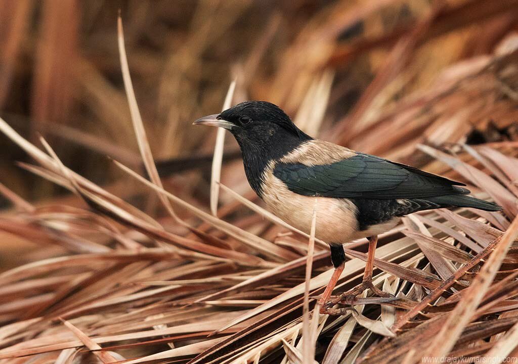 Rosy Starling, Bahrain, Nov 2018. #wildlife #bahrain #RosyStarling #Starling