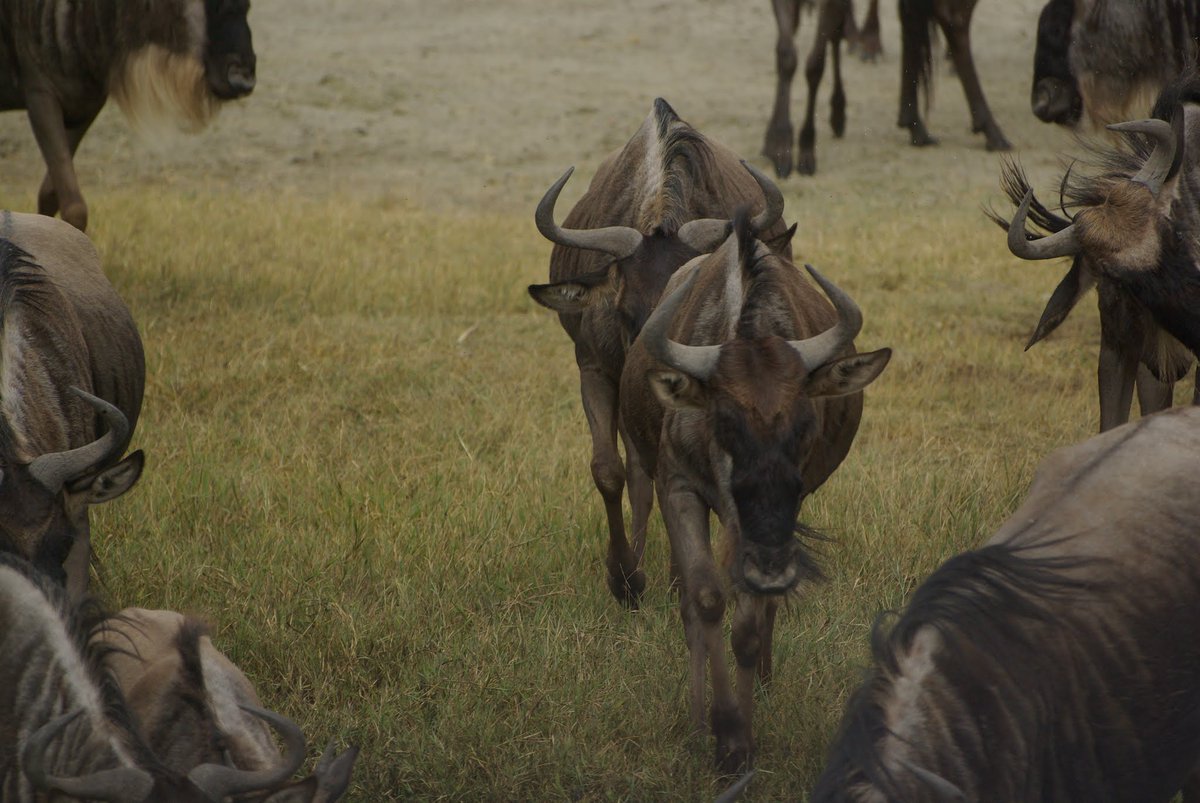Lemasani's tweet photo. Wildebeest one of the most abundant big game species; some populations perform an annual migration to new grazing grounds. 

https://t.co/IEFoBqh7AW https://t.co/W4kxyVgwXW