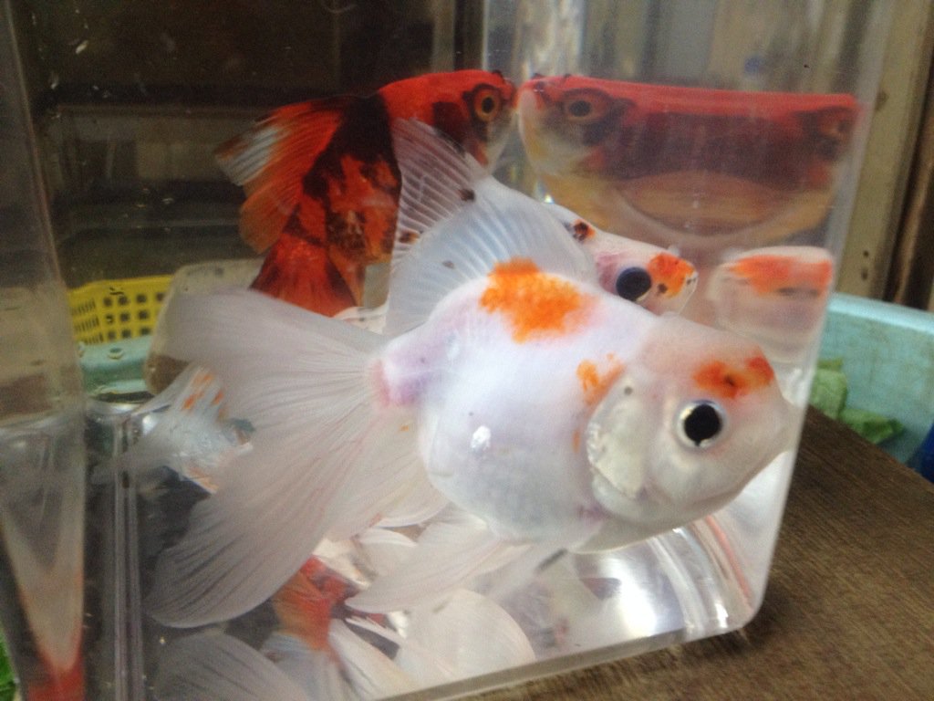 りょうすけ 近くにできたカインズホーム行ってきた また金魚さんお迎えしちゃったよ W 今日のはmix金魚さんです りょうすけ 近くにできたカインズホーム行ってきた また金魚さんお迎えしちゃったよ W 今日のはmix金魚さんです
