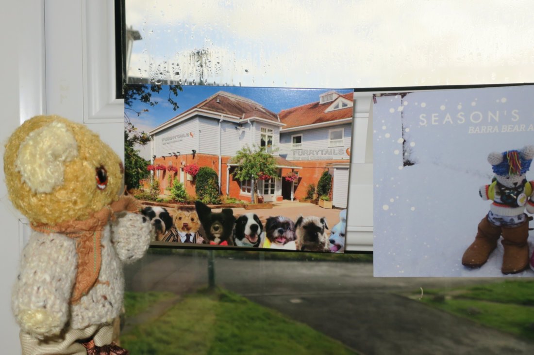 I've been helping grandpaw put the Christmas cards up high, out of reach of those naughty puss-cats!