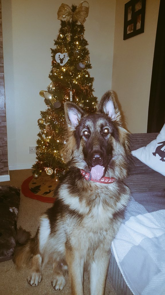 MrsLyons5's tweet photo. @DapperPets Maximus with his Reindeer Collar ready for Christmas!🐶🎄🎅🐾 https://t.co/mBLMeqUurp