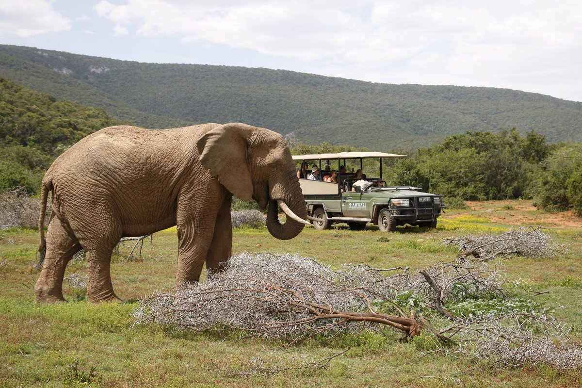 GAP__AFRICA's tweet photo. A wonderfully close encounter with one of Shamwaris impressive elephants. A truly unforgettable experience! #gapafricaprojects #vetnursestudent #prevetstudent #vnlife #academicfieldtrip #africa #conservation #gamereserve #studentadventure https://t.co/qzmB4y6YZe