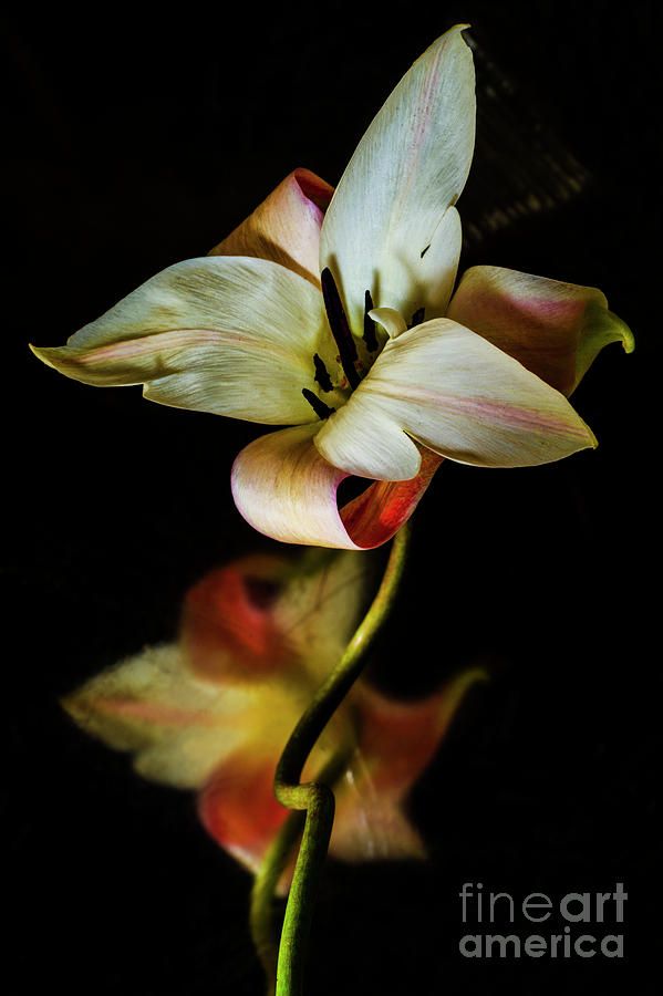 photographervin's tweet image. #Beautifulweekend with #beauty of #flowers  #Tulip. by #AlexanderVinogradov #Thankyou4RETWEET, #likes n #folllows