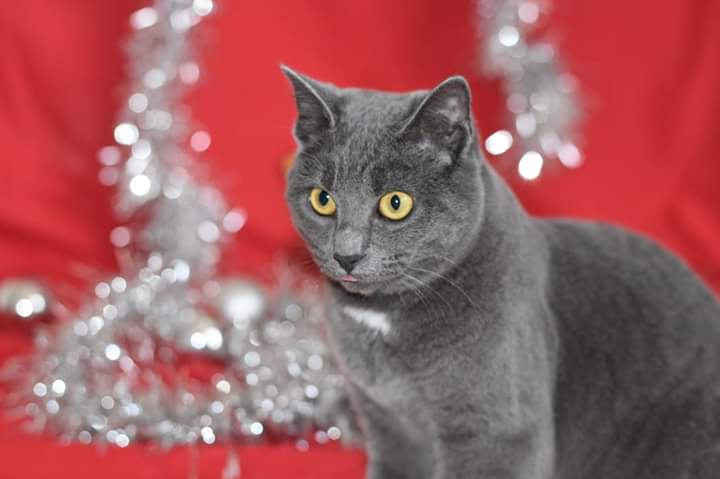BdsRennes_'s tweet photo. 🎅 Jour 6 du calendrier de l'Avent ! 🎅
Notre beauté, la jolie Mira, est la douceur de cette 6e journée en attendant Noël
Elle cherche une famille capable de lui offrir de la patience (elle est timide) &amp; surtout un copain pour continuer de lui prouver que l'humain est sympa 🤗 https://t.co/R67A40ex8c