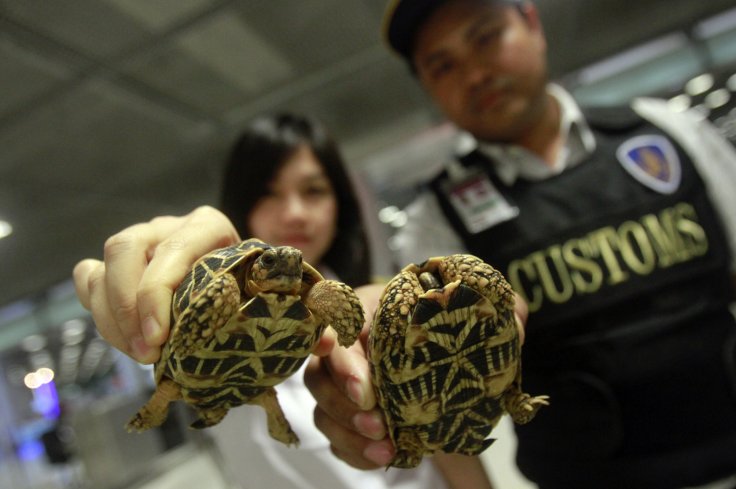 Shocking report details massive illegal #turtle &amp; #tortoise trade network, recent operations led to dozens of arrests, thousands of reptiles seized goo.gl/wB7bMt via <a href="/NatGeo/">National Geographic</a> #wildlifetrafficking #wildlifecrime