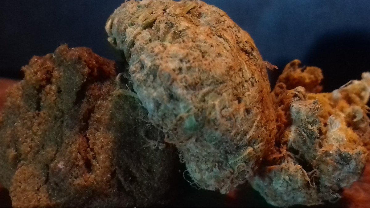 THCLiion's tweet photo. start the day with a wake and bake some nice hash from amsterdam and a critacal cant remeber atm what it was xD
#hash #420everywhere #wakeandbake #happyalltime #keepitreal #staytrue https://t.co/Wr0l2NaWNq
