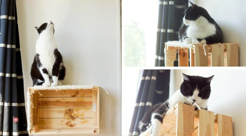 Comment fabriquer un arbre à #chat mural ? Le tuto complet, sans clou ni vis ! goo.gl/TH6u7Q