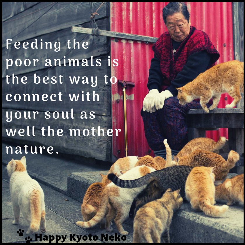 FidelMonaCoin's tweet photo. Open your heart for the voiceless creature with Happy Kyoto Neko. 
@Japan_Cat_Net @JapancatNet @cats_of_japan #savethekitties #helpfurryfriends #provideshelters #helpspeechless #beinghumane https://t.co/R1zorqT8NK