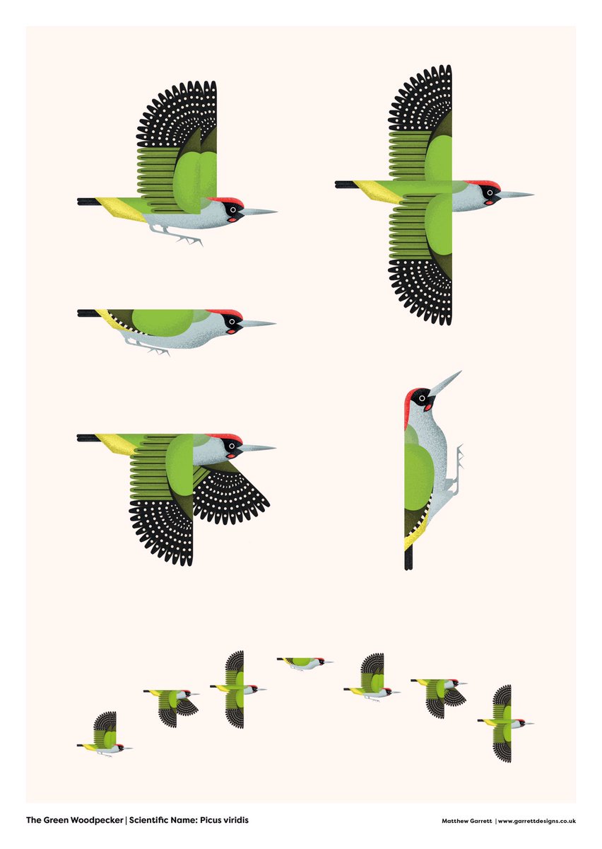 Garrett_Design's tweet image. Where wildlife meets illustration! Here is my Green Woodpecker print. #illustration #wildlife #britishbirds #rspb #greenwoodpecker #design #wildlifeart #bto #FridayMotivation