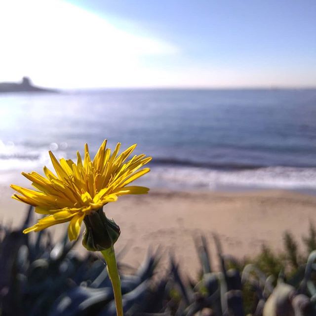 franciemme's tweet photo. Un bel fiore e un bel mare #portopaglietto #portoscuso #sardegna #italia #mare #spiaggia #autunno #relax #lettura #fiore #giallo #fioregiallo #sardinia #italy #sea #beach #autumn #readingtime #flowers #Yellow #yellowflowers #visitsardegna #visitportoscuso #unionesarda #lanuo… https://t.co/4IYCGd2DIj