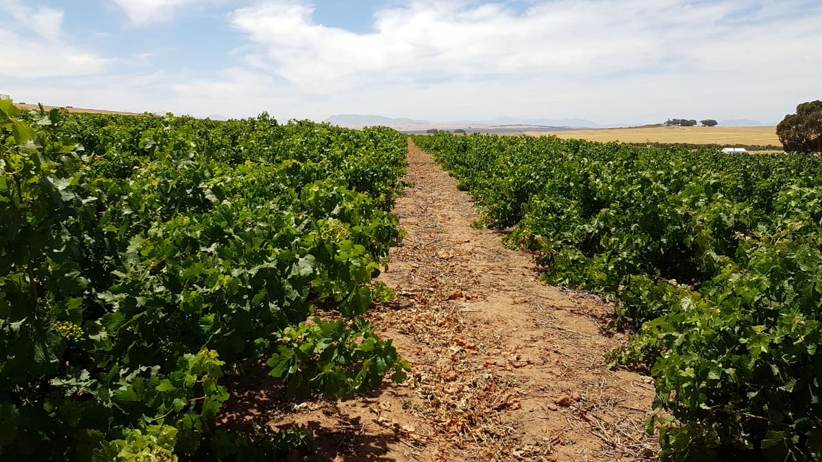 DarlingCellars's tweet photo. Nature waits for no-one and luckily doesn't care for loadshedding issues! Our grapes are looking beautiful and getting ready for harvest 2019! 

#WatchThisSpace #GoldInTheMaking https://t.co/gDEMvsh3Sc