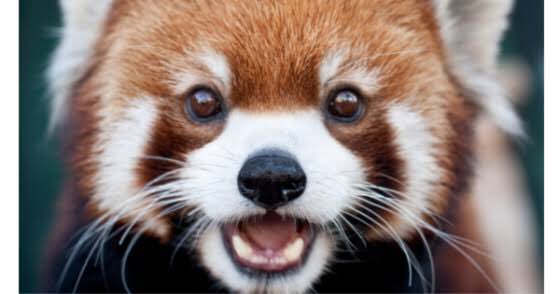 O Xrhsths 動物の習性図鑑 Sto Twitter レッサーパンダの威嚇 レッサーパンダは相手を警戒して 威嚇する際に少しでも体を大きく見せるために手を広げたポーズを取ります ただし 可愛すぎて 威嚇と気づかれない事が多い O Xrhsths 動物の習性図鑑 Sto Twitter レッサーパンダの威嚇 レッサーパンダは相手を警戒して 威嚇する際に少しでも体を大きく見せるために手を広げたポーズを取ります ただし 可愛すぎて 威嚇と気づかれない事が多い