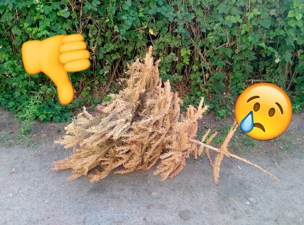 getgrover's tweet photo. Every year thousands of Christmas trees get thrown out on the street after the holidays. Grover says no more! Rent your christmas tree. 🎄🎁🎉 Get your Grover Christmas tree here for 19,90€ / month until 18.12. https://t.co/7W30QyNKLI
#christmastime #rethinkthings https://t.co/C7QXahayaY