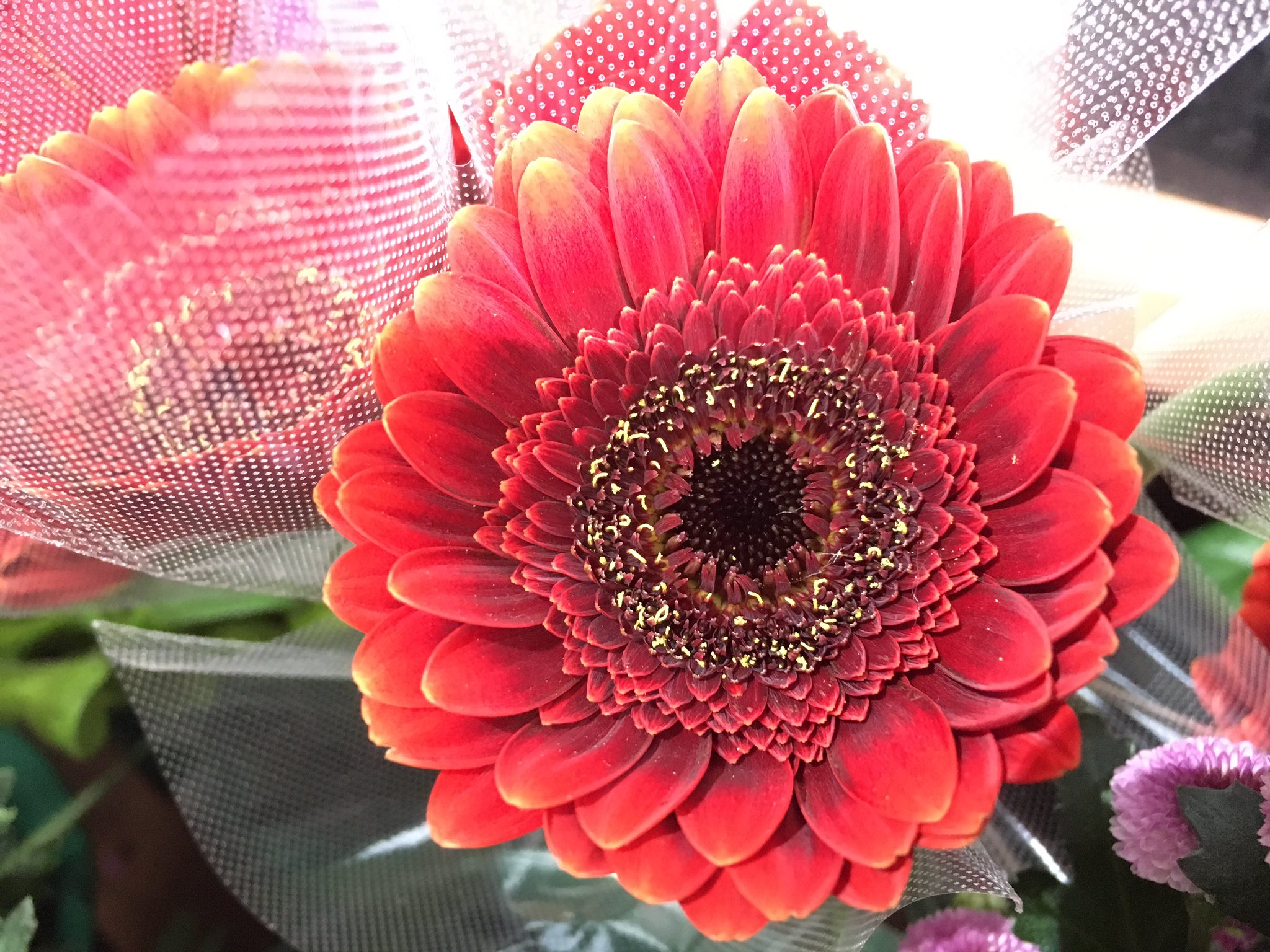 すべての美しい花の画像 100 Epic Best花 言葉 希望 未来 すべての美しい花の画像 100 Epic Best花 言葉 希望 未来