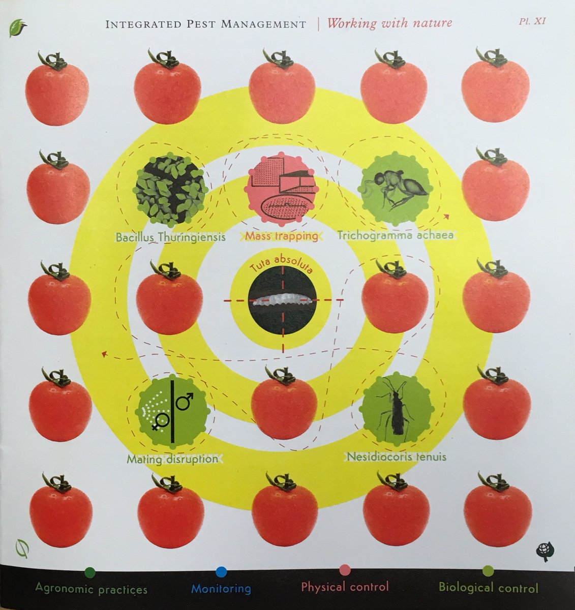 IBMAgl's tweet photo. #AgriOutlook @EuropePAN jointvideo https://t.co/aScVZDXLeT Discover #IPMtools tofight against #TutaAbsoluta: #monitoring, #BT, #matingdisruption.and many+, allow togrow tomatoes without chemical pesticides in #greenhouses. #bioprotection #sustainableagriculture https://t.co/ixAxiBPluF
