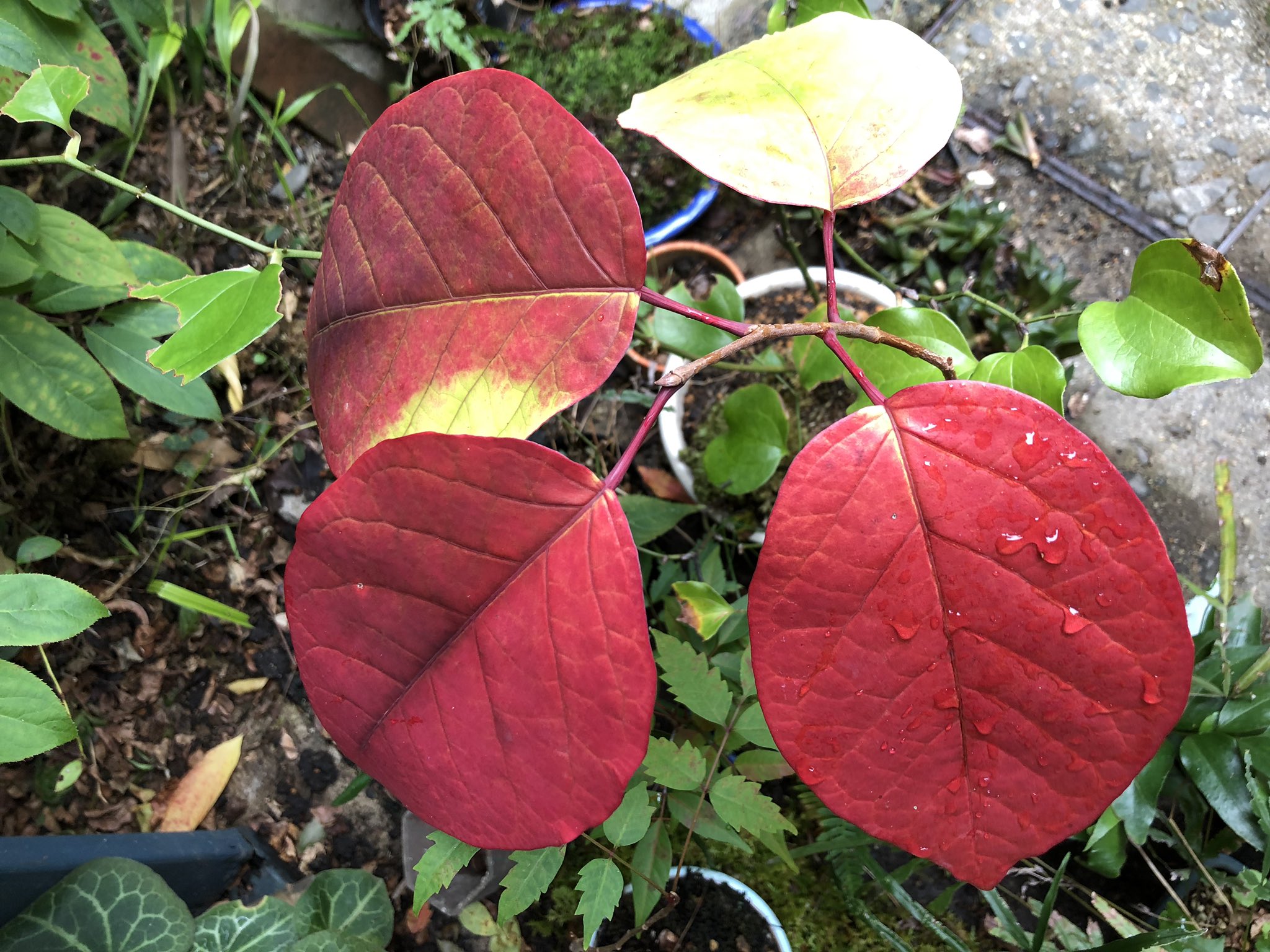 圓常院 佐野充照 ガン封じ赤球石霊験大明神 植物堂苔玉ワークショップ 釣り苔玉 置き苔玉 ミニ苔盆栽の3点作って 持ち帰り00円 材料費 ノウハウ 持ち帰り袋などの全て込 随時ですが 日程合わせのため必ず予約 京都市上京区寺之内通