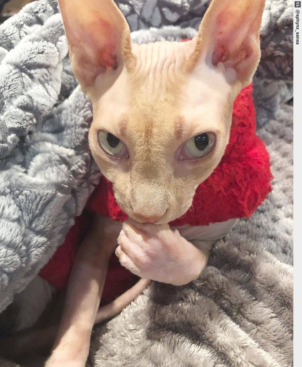 IngloriousCats's tweet image. Hmmm. #thinkmode #sansa #sphynx .thinking in progress. #catsoftwitter #cats #sphynxcat