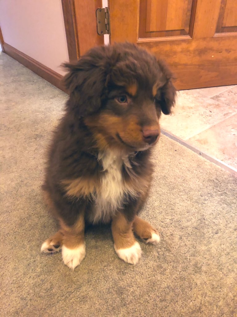 silverbliss's tweet photo. I literally have never had a puppy, my parents puppy is the cutest thing. #dailychase https://t.co/RXfQKabuIW