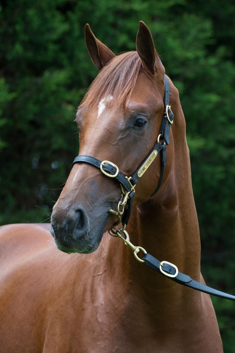 LimeCountryAU's tweet photo. A very handsome lad is @mmsnippets lot 725 by @CoolmoreAus sire Pride Of Dubai. Bred by @MakybeS and a grandson of the great Makybe Diva he's out of La Dolce Diva who has already thrown the stakes placed Touch Of Mink from two to race #MakingMagicWithMakybe https://t.co/IDXwkkfqUP