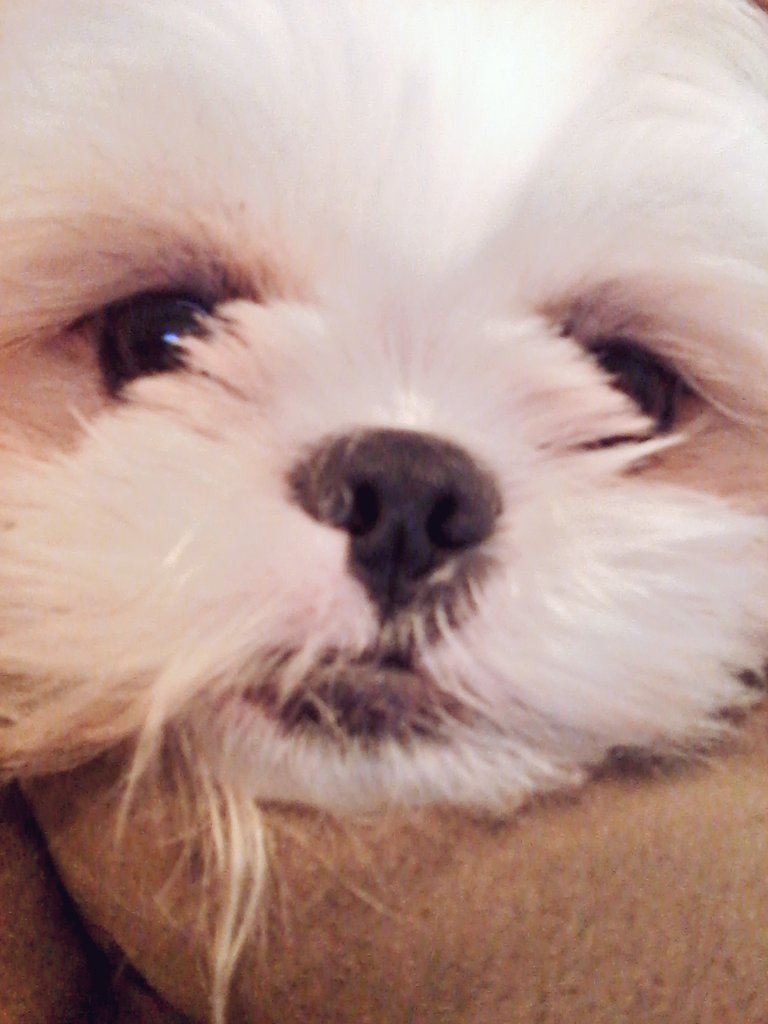 Bittersweetmemory tweet media