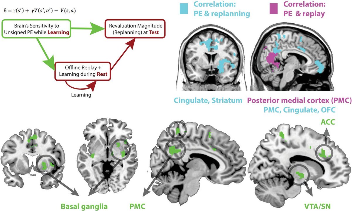 Our newest with @nathanieldaw @arossotto & @ptoncompmemlab. Offline replay supports planning in human #reinforcementlearning. Happy to finally share the full open access version w supplements! Too busy to read the whole thing? Here's a twitter summary 1/n elifesciences.org/articles/32548