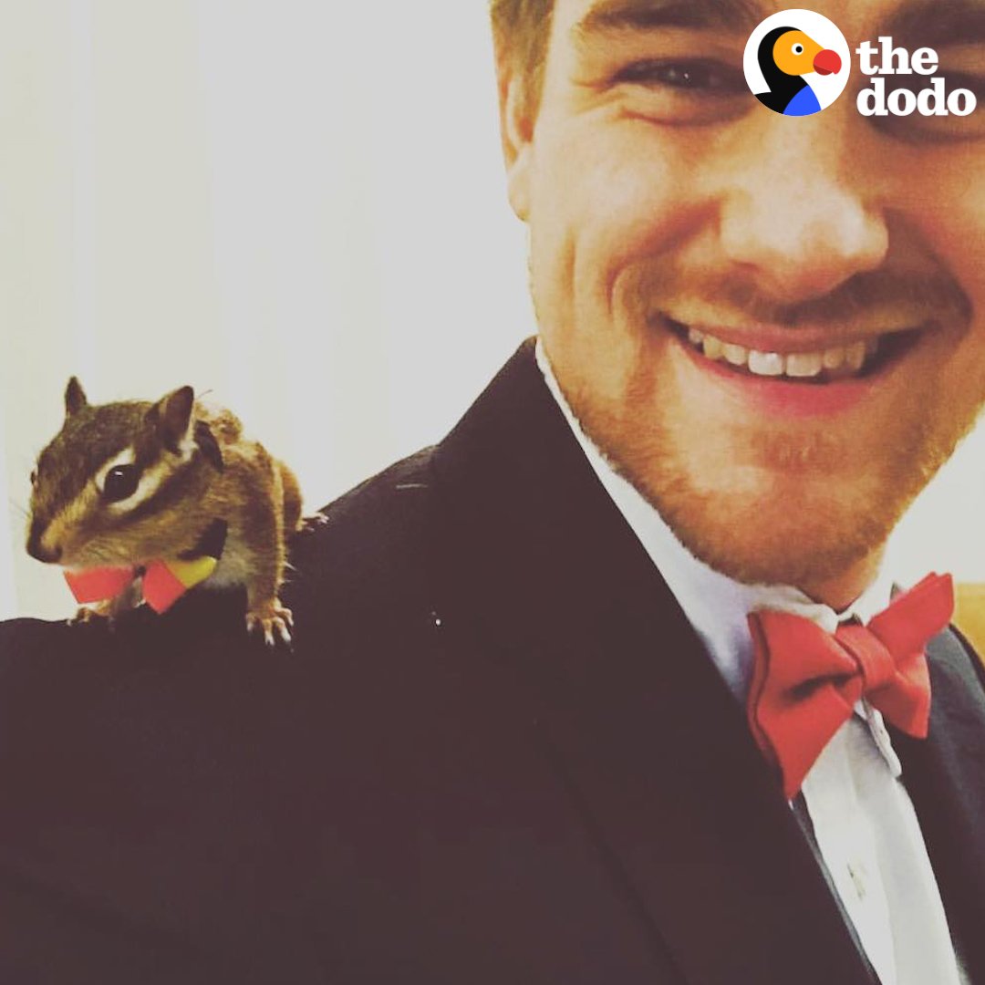 This guy's built little houses for his rescue chipmunk all over his apartment 😍